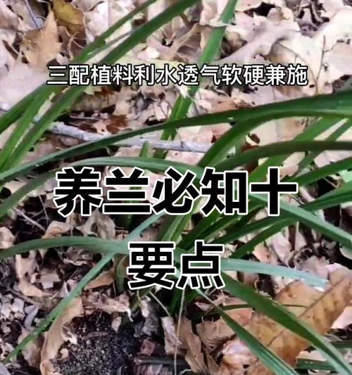 兰花高贵品种有哪些？如何进行养护？