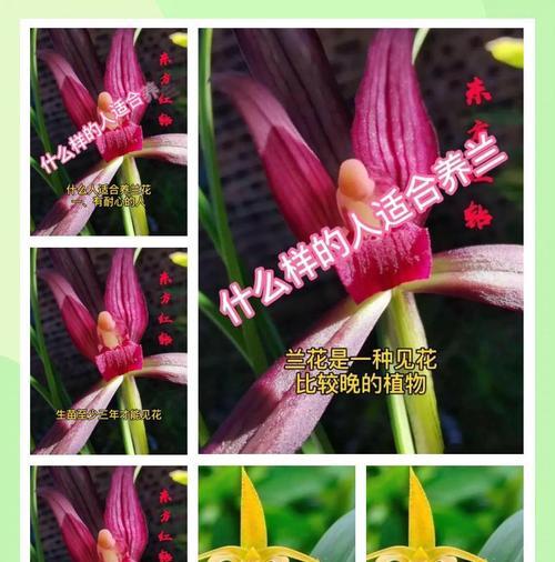 兰花高贵品种有哪些？如何进行养护？