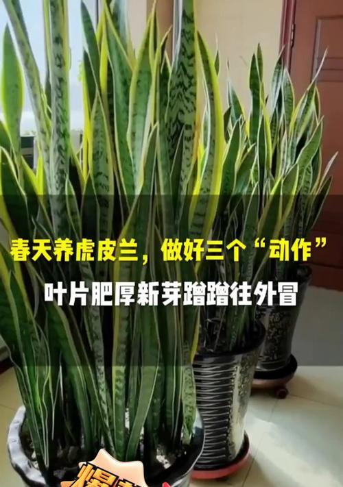 虎皮兰发芽的秘诀是什么？如何提高虎皮兰的发芽率？