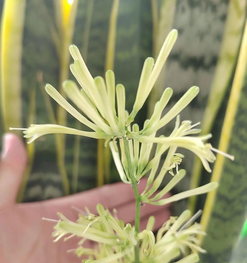 虎皮兰发芽的秘诀是什么？如何提高虎皮兰的发芽率？