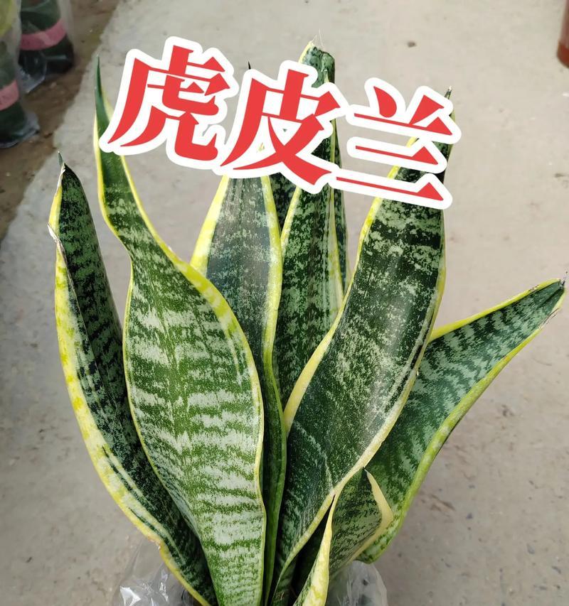 虎皮兰发芽的秘诀是什么？如何提高虎皮兰的发芽率？