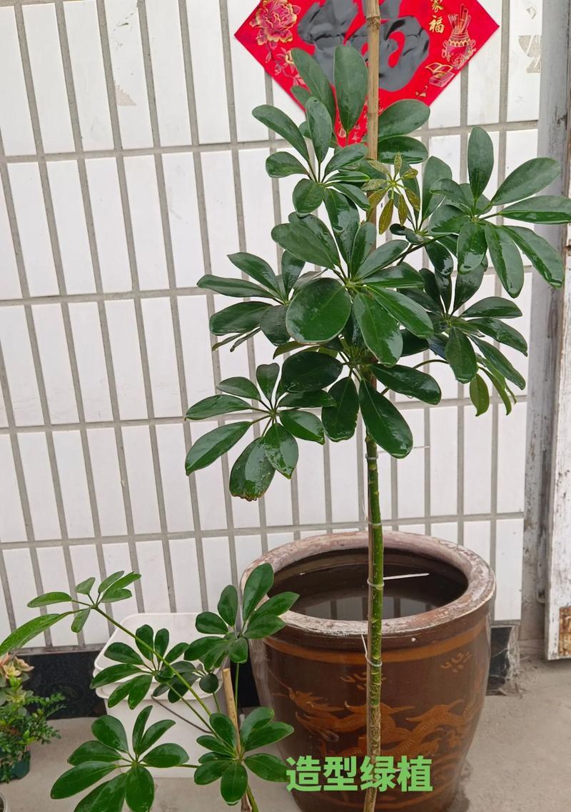 福禄桐修剪技巧有哪些？