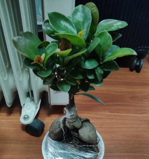 榕树盆景冬季养护需要注意什么？