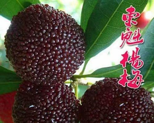 梅花嫁接的最佳时期和步骤是什么？
