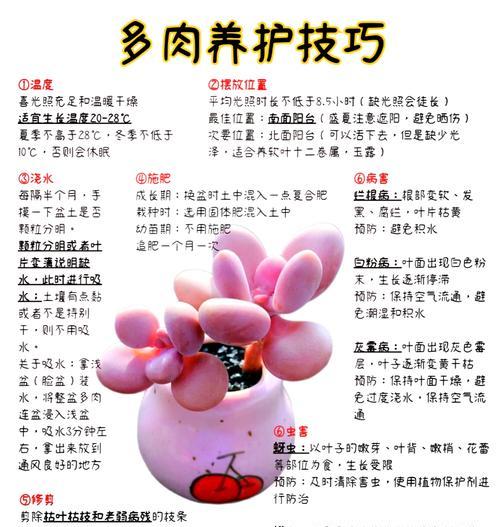 乒乓板植物的养殖技巧是什么？