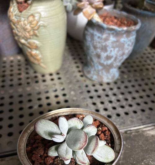 乒乓板植物的养殖技巧是什么？
