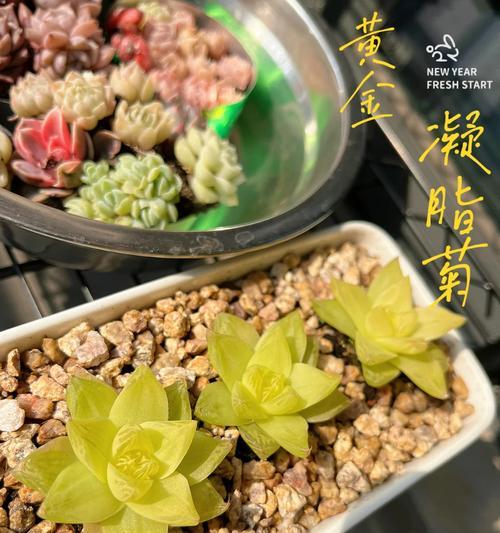 凝脂菊怎么养？凝脂菊的养护要点是什么？