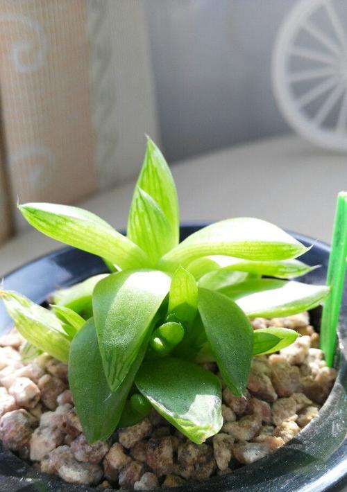 凝脂菊怎么养？凝脂菊的养护要点是什么？