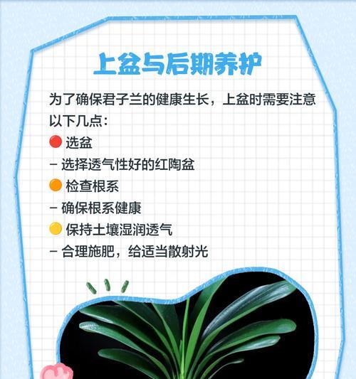 君子兰种植适合用什么土壤？土壤选择对君子兰的影响如何？