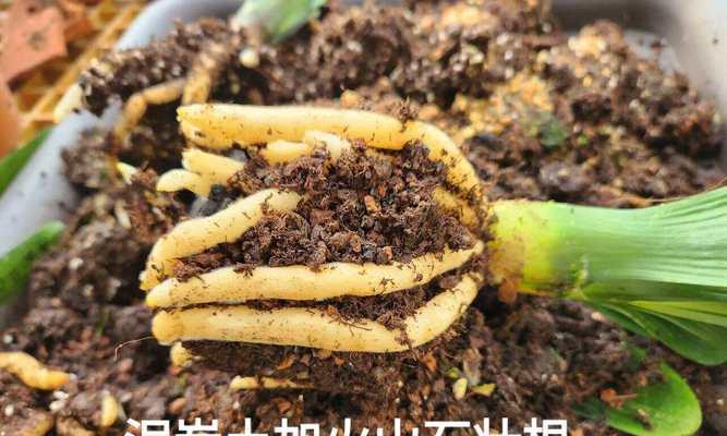 君子兰种植适合用什么土壤？土壤选择对君子兰的影响如何？