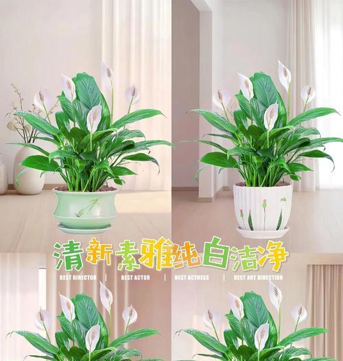 室内白掌的养护技巧是什么？