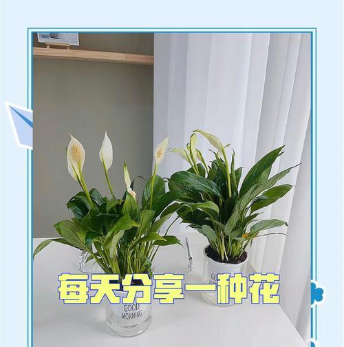 室内白掌的养护技巧是什么？