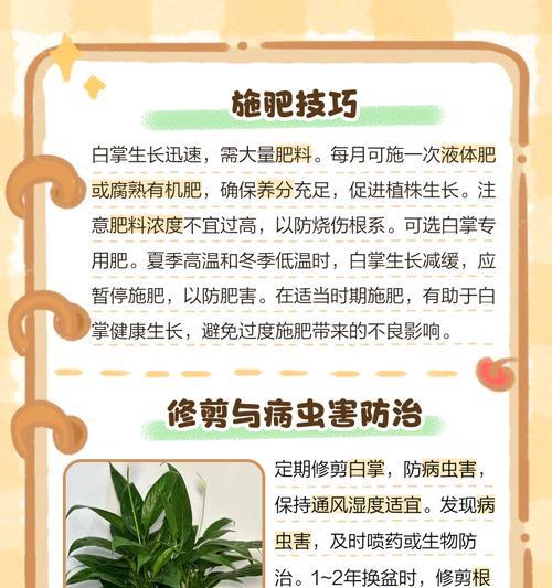 室内白掌的养护技巧是什么？