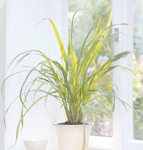 适合室内生长的植物品种有哪些？如何照料这些品种？