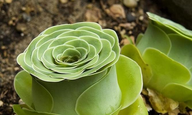 适合室内生长的植物品种有哪些？如何照料这些品种？