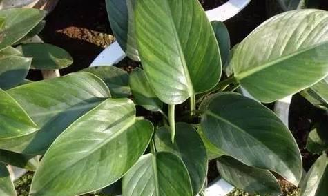 适合室内生长的植物品种有哪些？如何照料这些品种？
