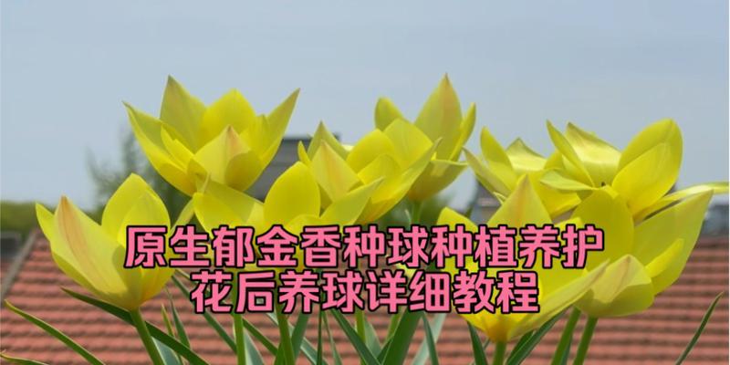 郁金香的最佳种植时间是什么时候？