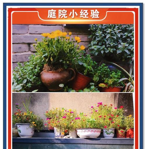 植物移盆的最佳时机和步骤是什么？