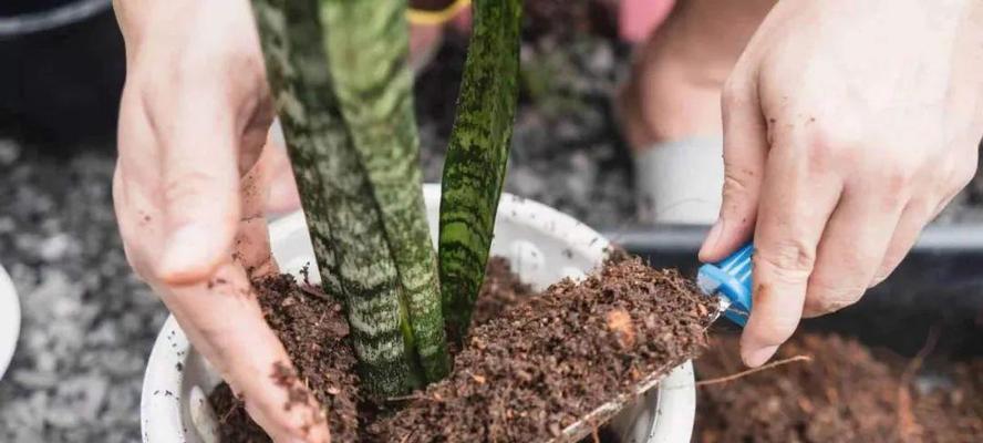 植物移盆的最佳时机和步骤是什么？