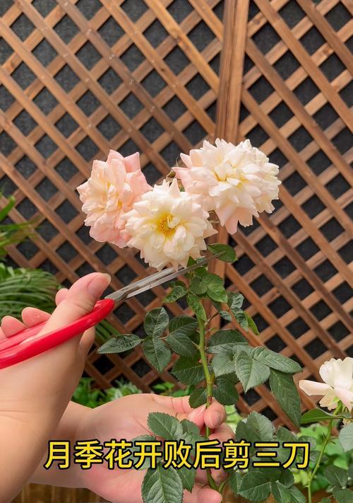月季花后修剪的正确方法是什么？