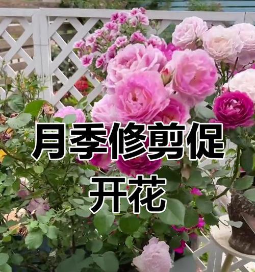 月季花后修剪的正确方法是什么？