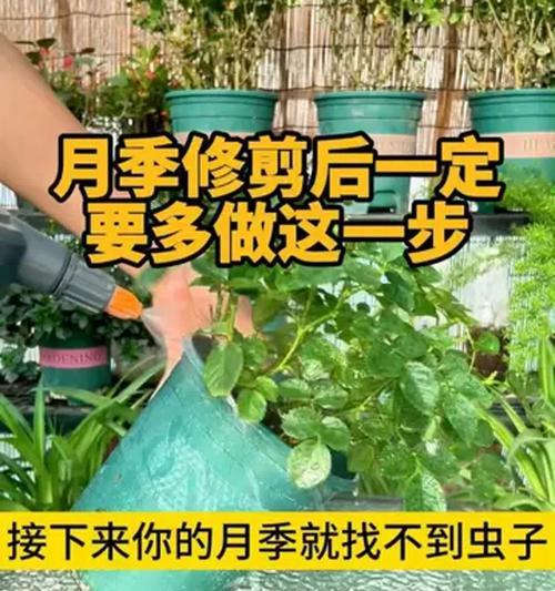 月季花后修剪的正确方法是什么？