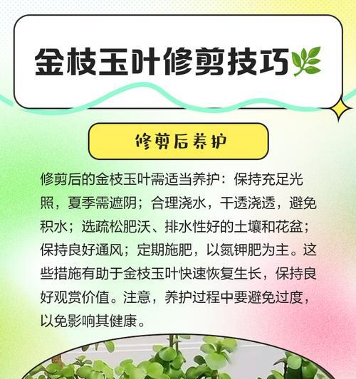 金枝玉叶的施肥技巧是什么？