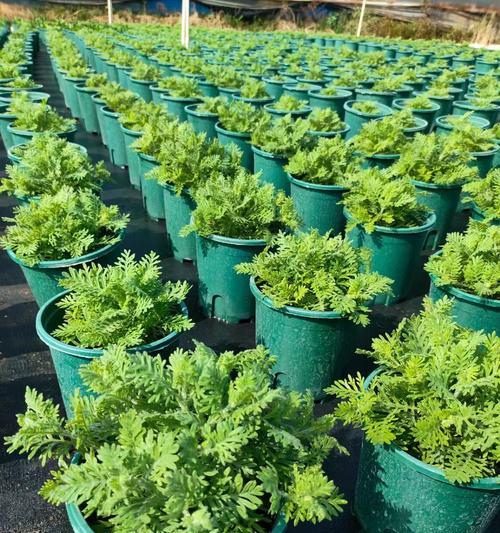 薰衣草常见品种有哪些？薰衣草品种选择与种植技巧？