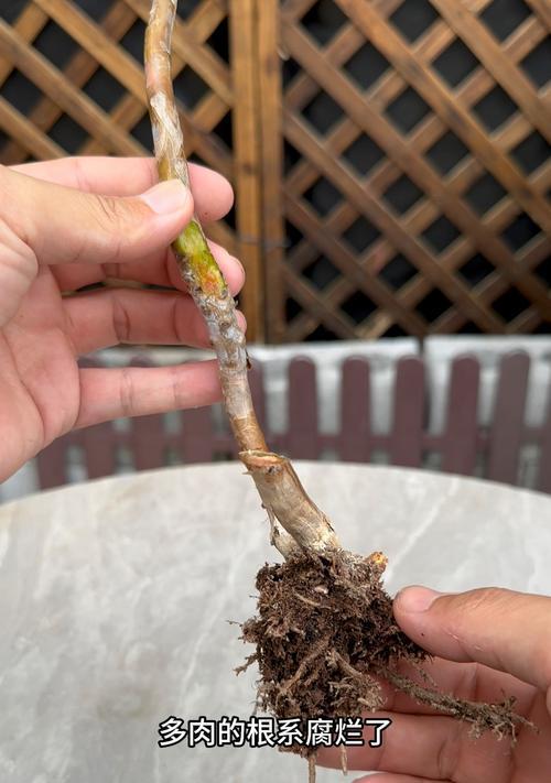 盆栽土壤发霉了该如何处理？