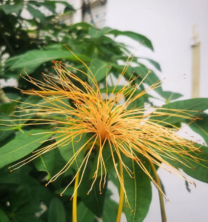 发财树会开出什么样的花？