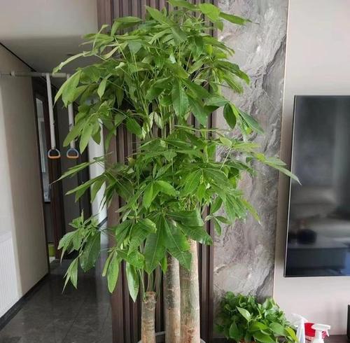 发财树会开出什么样的花？