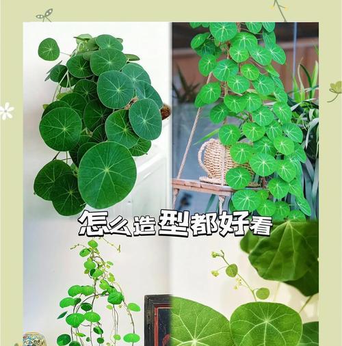 山乌龟植物怎么养？山乌龟植物的养护方法是什么？