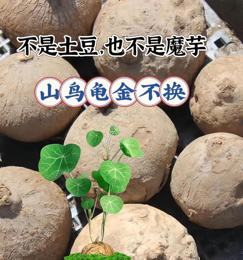 山乌龟植物怎么养？山乌龟植物的养护方法是什么？