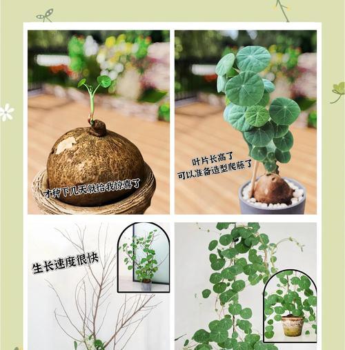 山乌龟植物怎么养？山乌龟植物的养护方法是什么？