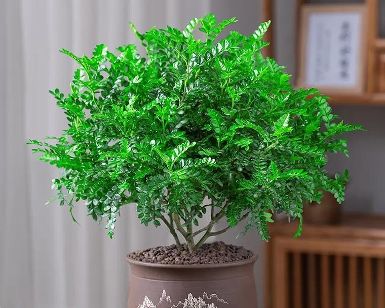 什么花在家做盆景好？适合室内盆景的花卉有哪些？