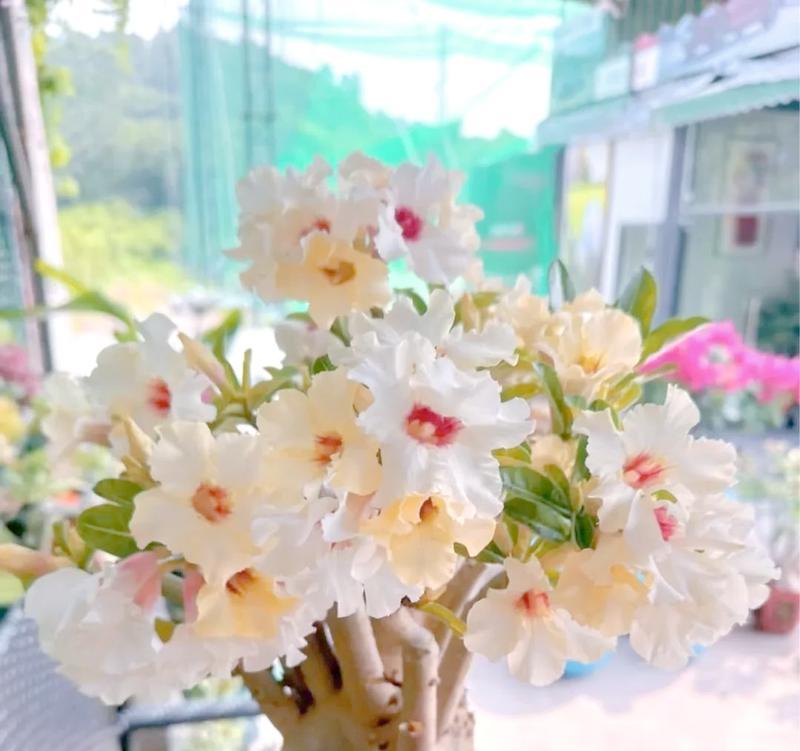 春季植物养护需要注意哪些问题？