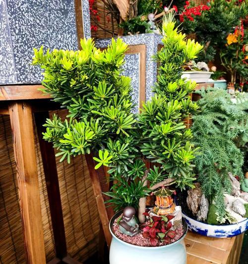 春季植物养护需要注意哪些问题？