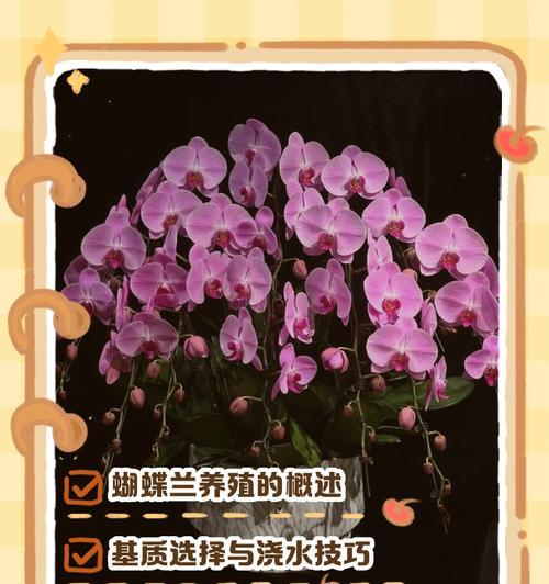 蝴蝶兰的养护方法和常见问题解答？