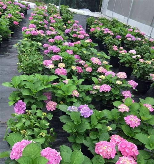 八仙花有哪些品种？如何挑选适合自己的八仙花？
