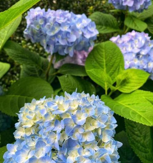 八仙花有哪些品种？如何挑选适合自己的八仙花？
