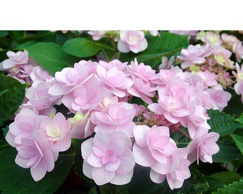 八仙花有哪些品种？如何挑选适合自己的八仙花？