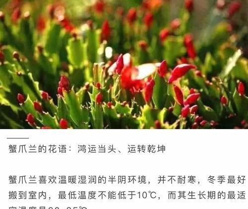 蟹爪兰的养殖技巧和常见问题解答？