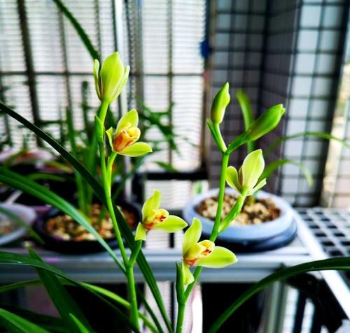 建兰开花的养殖方法是什么？如何确保建兰的健康开花？
