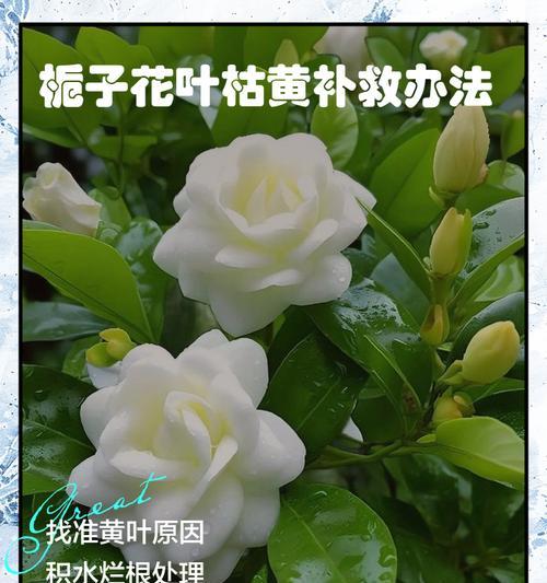 栀子花叶子发黄是什么原因？如何解决？