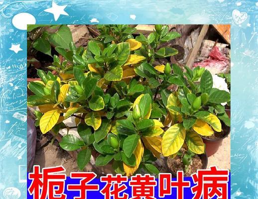 栀子花叶子发黄是什么原因？如何解决？