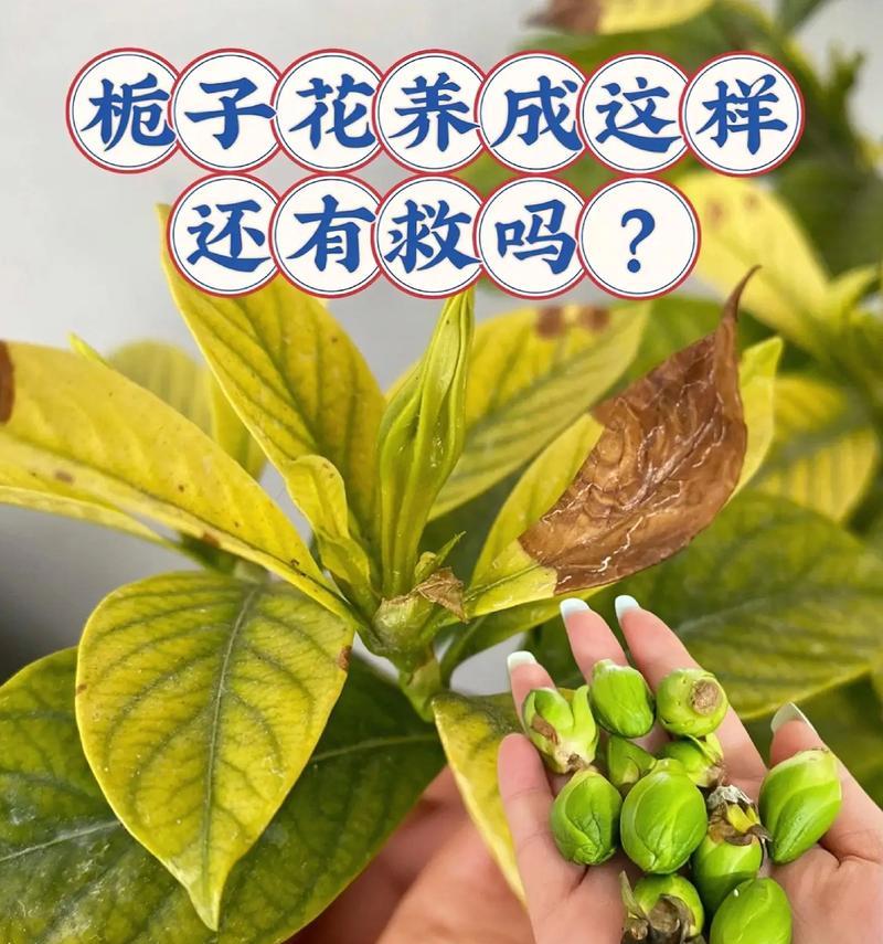 栀子花叶子发黄是什么原因？如何解决？