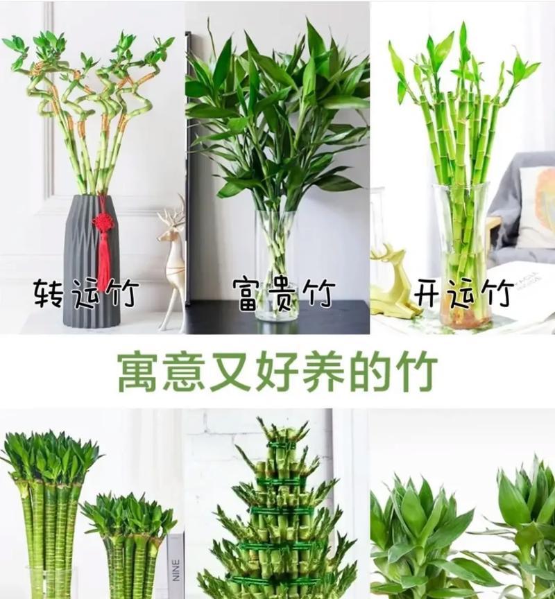 盆栽竹子的养护技巧有哪些？如何保持竹子的健康？