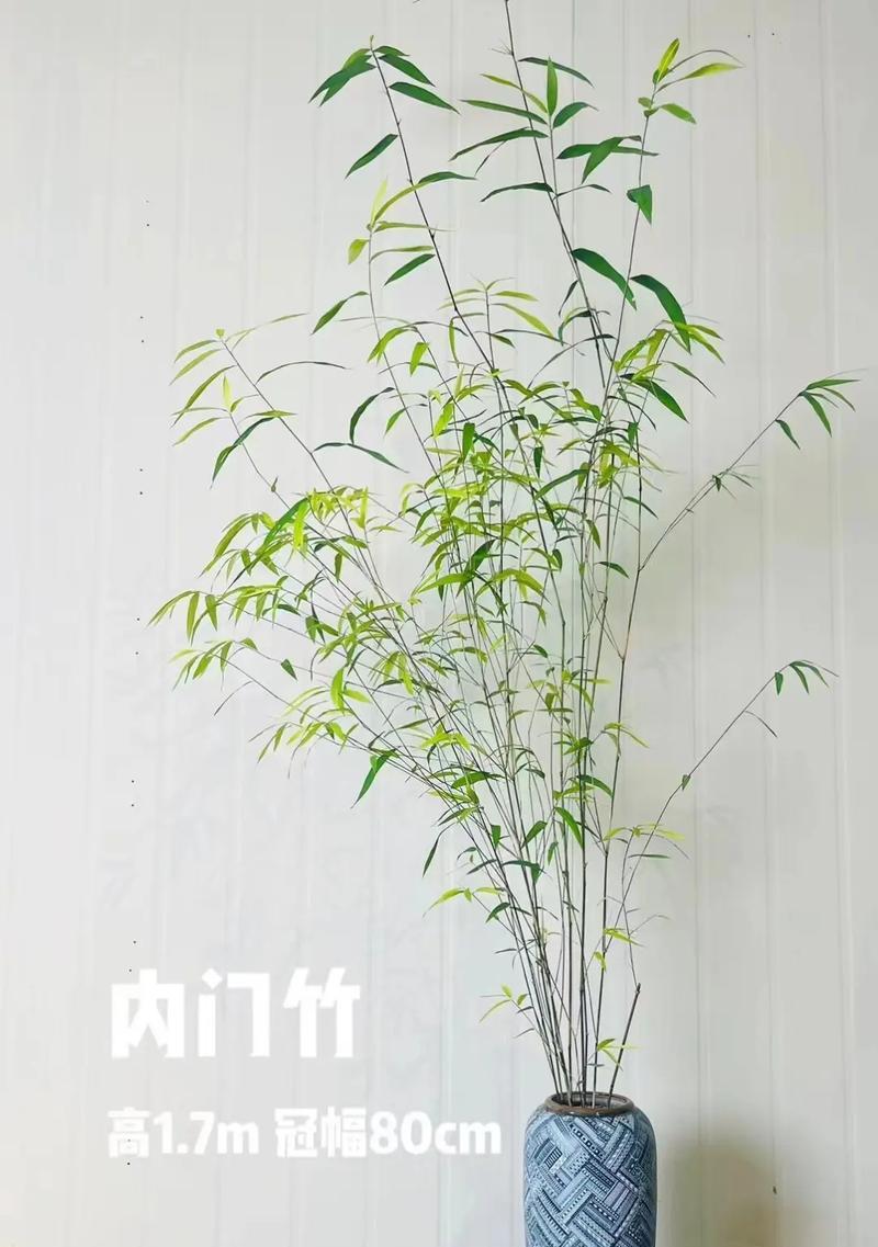 盆栽竹子的养护技巧有哪些？如何保持竹子的健康？