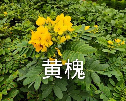 槐树品种知多少？槐树不同品种的特点是什么？