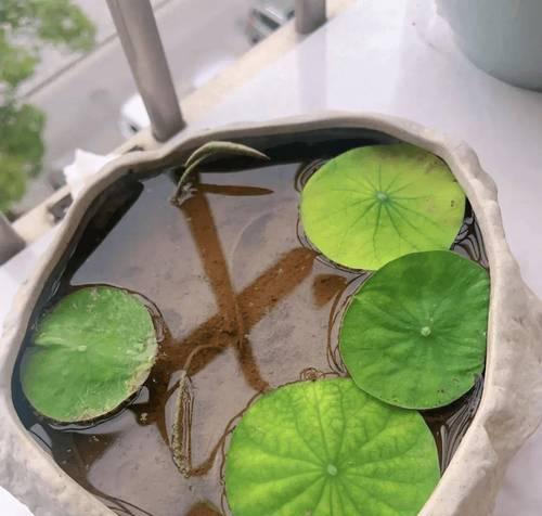 荷花在河里的种植方法是什么？如何在河里种植荷花？